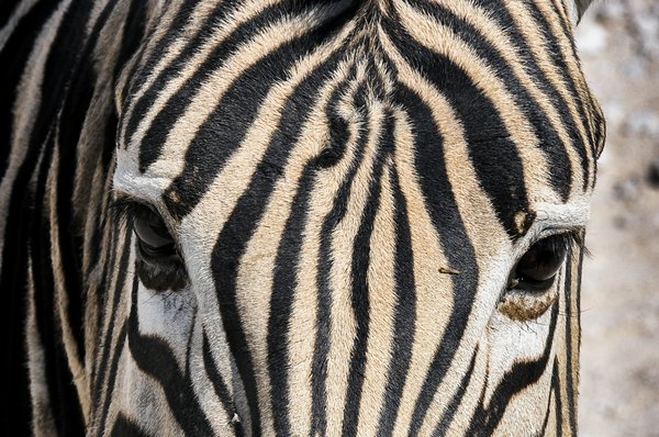 Zebra nell'Etosha | Avventure nel Mondo