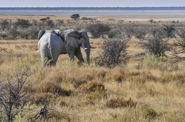 Elefanti bianchi, Etosha | Avventure nel Mondo