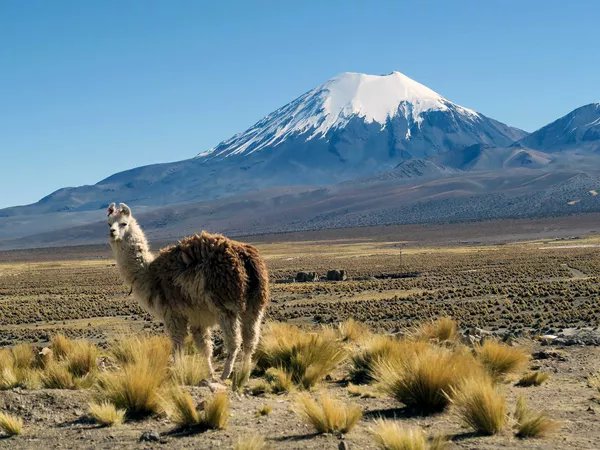 Parinacota, foto di Giuseppe Pompili