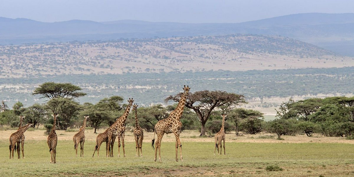 Safari in tanzania | Avventure nel Mondo