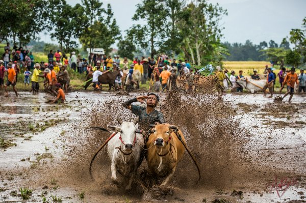 Pacu Jawi Pacu Jawi | Avventure nel Mondo