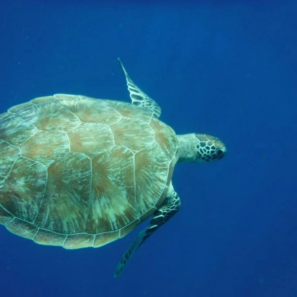 Tartaruga nei fondali delle Gili Tartaruga nei fondali delle Gili | Avventure nel Mondo