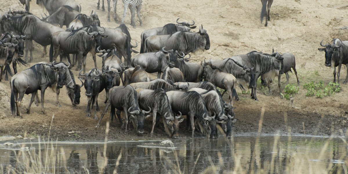 migrazione al masai mara | Avventure nel Mondo
