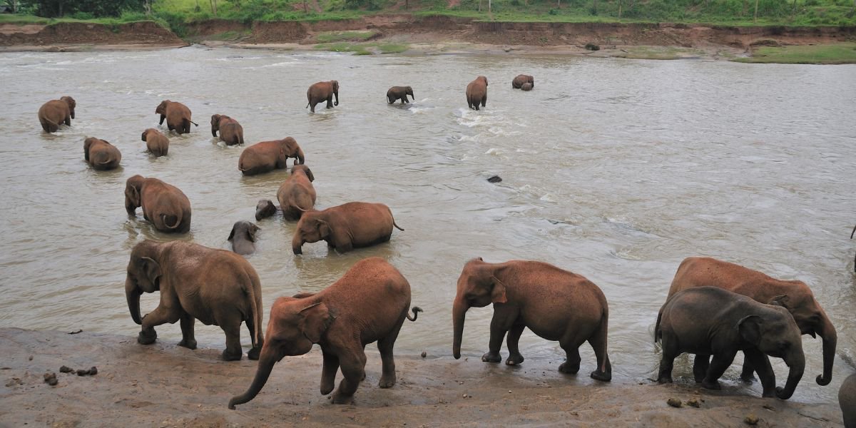 elefanti Sri Lanka | Avventure nel Mondo