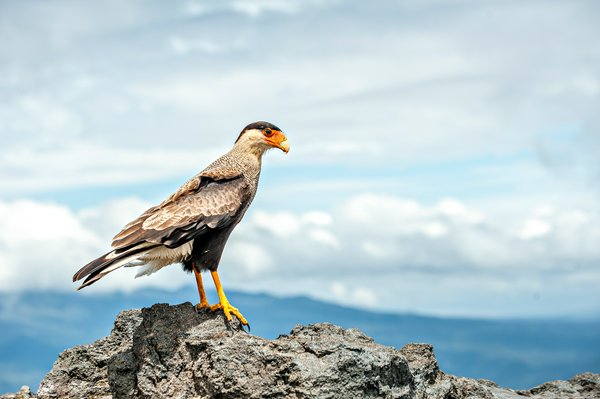 Caracara del Sudamerica Caracara del Sudamerica | Avventure nel Mondo