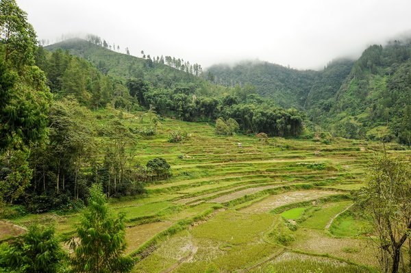 Risaie a Jatiluwih Risaie a Jatiluwih | Avventure nel Mondo