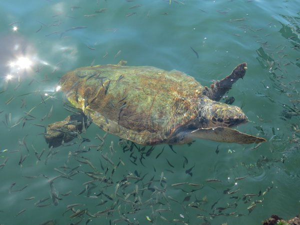 Tartaruga Caretta Caretta Tartaruga Caretta Caretta | Avventure nel Mondo