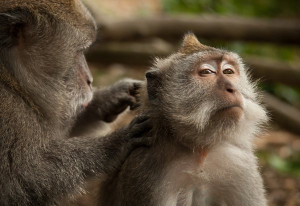 Monkey Forest, Ubud Monkey Forest, Ubud | Avventure nel Mondo