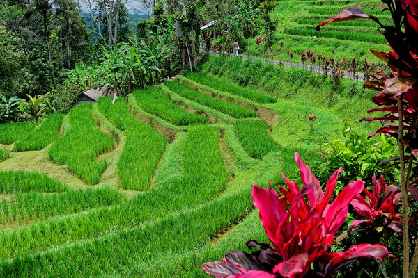 Risaie di Ubud | Avventure nel Mondo