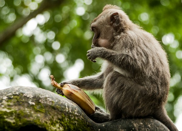 Monkey Forest Monkey Forest | Avventure nel Mondo