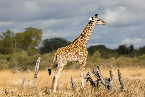 Mosi-oa-Tunya National Park Mosi-oa-Tunya National Park | Avventure nel Mondo