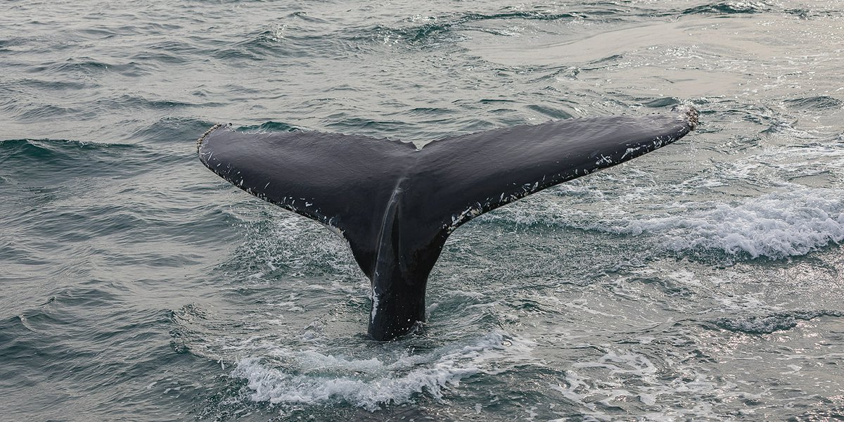 balene in islanda | Avventure nel Mondo
