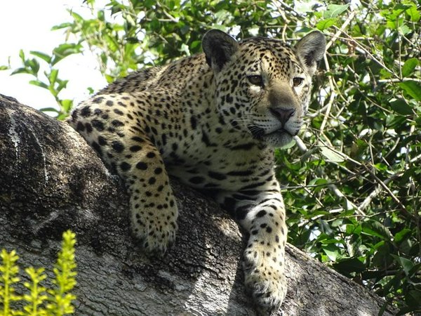 Giaguaro nel Pantanal | Avventure nel Mondo