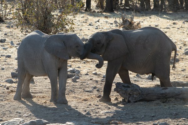 Etosha National park | Avventure nel Mondo