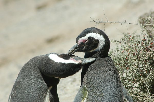 Punta Tombo Punta Tombo | Avventure nel Mondo