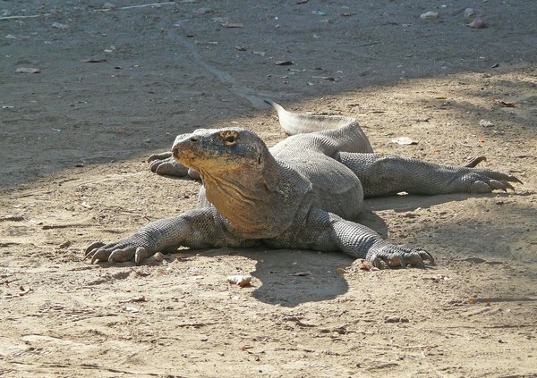 Drago di Komodo | Avventure nel Mondo
