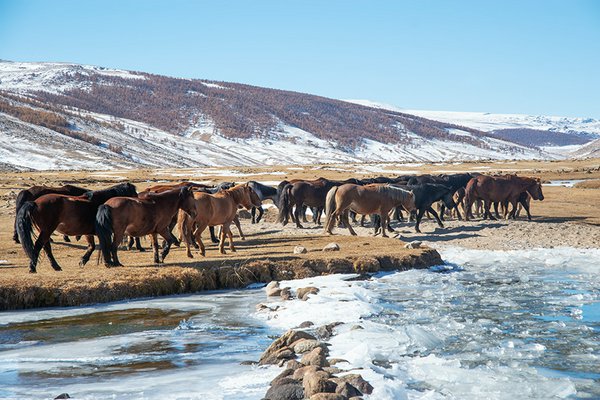 Cavalli bradi | Avventure nel Mondo